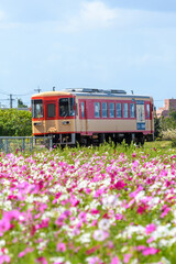 Fototapeta premium 甘木鉄道とコスモス畑