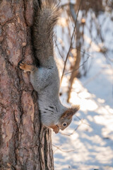 A little child in winter feeds a squirrel with a nut.