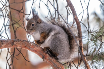 The squirrel sits on a branches in the winter or autumn