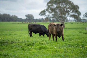 Close up of Stud Beef bulls and cows grazing on grass in a field, in Australia. eating hay and...