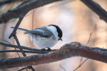 Cute bird the willow tit, song bird sitting on a branch without leaves in the winter.