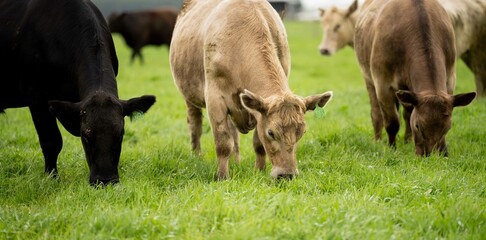 Close up of Stud Beef bulls and cows grazing on grass in a field, in Australia. eating hay and...