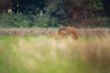 Roe deer, capreolus capreolus, couple copulating . Wild animals reproducing. Mating behaviour during rutting season .