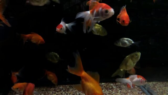 Many goldfish and black fish swim in the water. Aquarium black background.Rich colors dynamics.Fish swim in a home aquarium. Colorful fishes in aquarium.