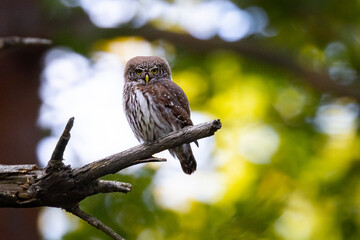 Pygmy Owl (Glaucidium passerinum) sitting on the branch in forest