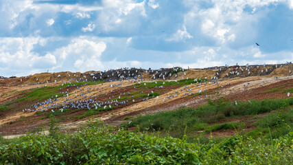 Seagulls, herons and vultures atop the Citrus County landfill - Lecanto, Florida, USA
