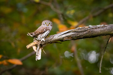 Pygmy Owl (Glaucidium passerinum) sitting on the branch in forest