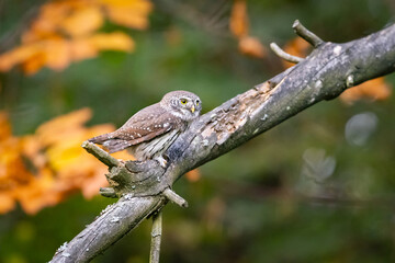 Pygmy Owl (Glaucidium passerinum) sitting on the branch in forest