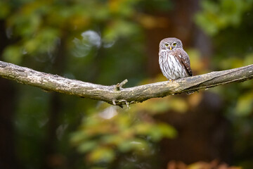 Pygmy Owl (Glaucidium passerinum) sitting on the branch in forest