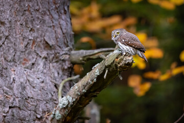 Pygmy Owl (Glaucidium passerinum) sitting on the branch in forest