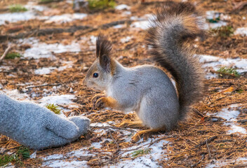A squirrel in the winter or autumn eats nuts from a human hand. Caring for animals in winter or autumn.