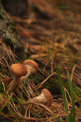 mushrooms in the forest