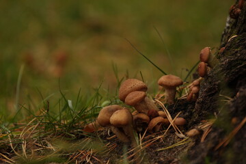 mushrooms in the forest
