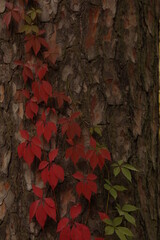 red maple leaves