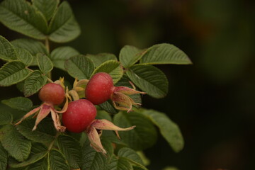 rosehip bush
