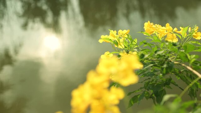 Tecoma stans or Yellow elder ,Trumpetbush, Trumpet flower, Yellow bells on riverside Sunlight reflect on surface of water river in morning 