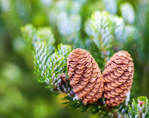A branch of Korean fir with cones in autumn garden. Natural background