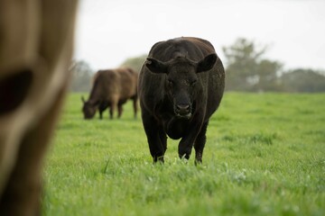Close up of Stud Beef bulls and cows grazing on grass in a field, in Australia. eating hay and...