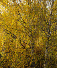 Fototapeta premium Bright yellow leaves on birch branches. Autumn background