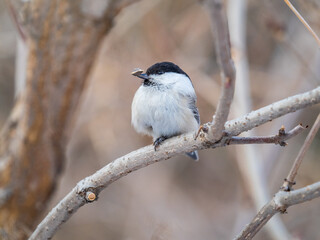 Cute bird the willow tit, song bird sitting on a branch without leaves in the winter.