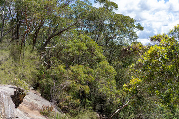 Fototapeta na wymiar Scenic Australian gumtrees in the bush