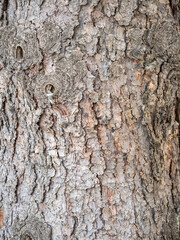 Old wood pine bark texture or background.