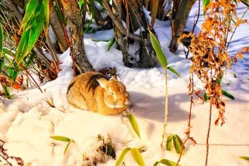 rabbit in the snow