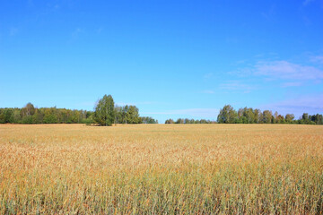 Yellow ears of wheat in a field
