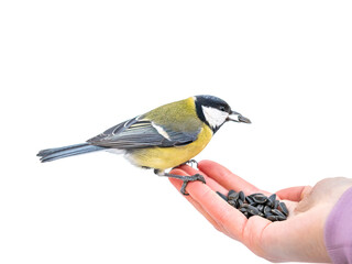 Girl feeds a tit from from a hand, isolated on white background. Hungry bird eating seeds from a hand during winter or autumn