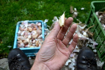 dividing the garlic into individual onions. followed by planting in a row. man holds in his hand...