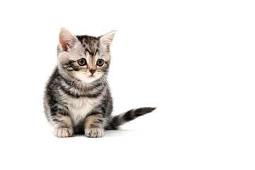 tabby purebred kitten sits on a white isolated background