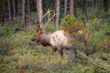 Naklejka na ściany i meble Elk Behind The Pine Tree, Jasper National Park, Alberta