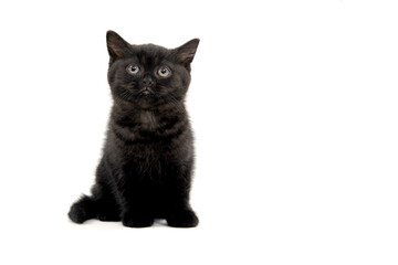black parody kitten sitting on white isolated photo