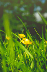 Sunny spring landscape with blooming buttercup yellow flowers
