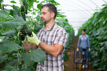 Hired worker picks crop of cucumbers in greenhouse. Harvest time