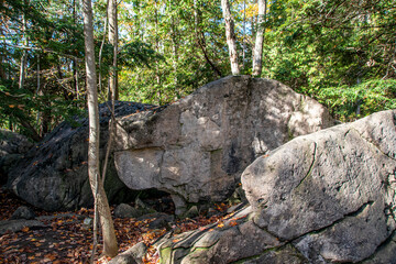A large boulder in the shape of a dog's head lies on the ground in a forest surrounding Jones Falls near Owen Sound, Ontario.