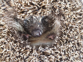 European hedgehog close-up nose and muzzle