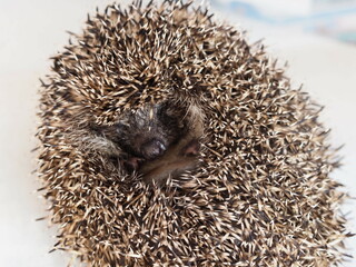 European hedgehog close-up nose and muzzle