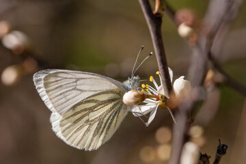 the first spring butterfly basking in the spring sun