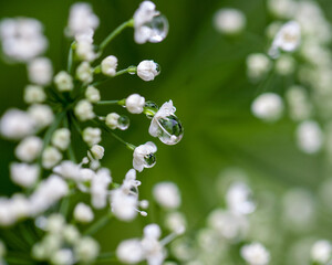 flower after a warm summer shower