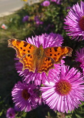 butterfly on flower