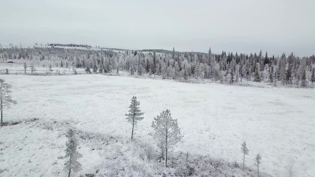 Drone flying over snowy landscape in Lapland, Finland pine trees open valley