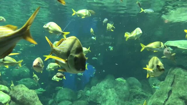 Beautiful fishes of different sizes swim in transparent aquarium water close-up. Aquarium tank filled with stones,  and seaweed