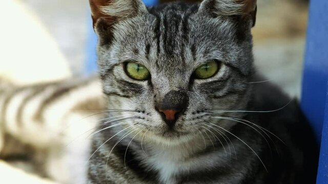 close up portrait shot of tabby cat lying on the street. 4K. Stray cat.