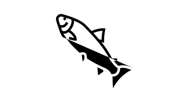 atlantic salmon animated line icon. atlantic salmon sign. isolated on white background