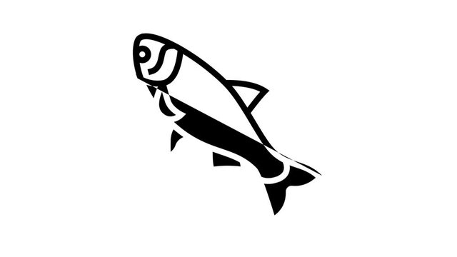 silver carp animated line icon. silver carp sign. isolated on white background