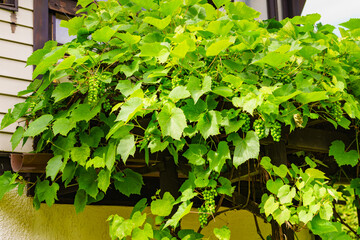 Green vine grapes on tree