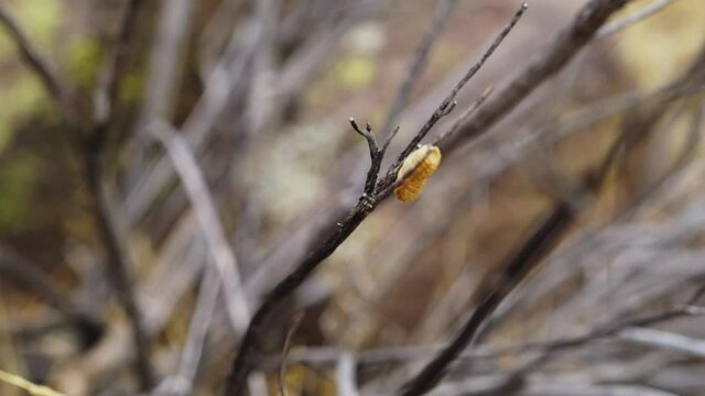 Pupa Clinging On Leafless Wood Branch In Wilderness. static