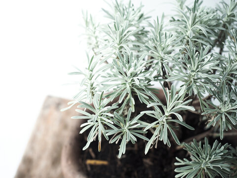 Crossostephium chinese or Chinese wormwood