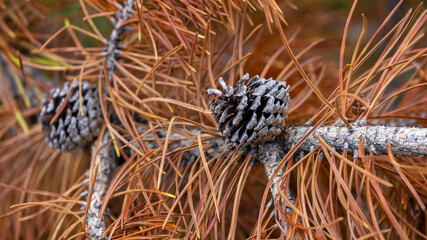 Close up view of Pine cones on a dry branch of pine tree in autumn time